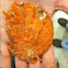 Scallope Shell
