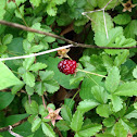 Wild Blackberry