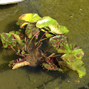 Lily pad