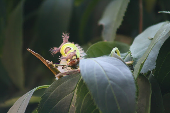 Spotting Image 1