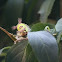 Saddleback Caterpillar