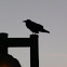 black crow