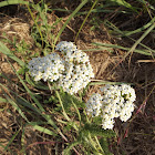 Common Yarrow
