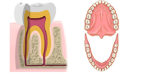 Dentistry ProConsult -  apk apps