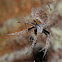 Tropical orb weaver spider