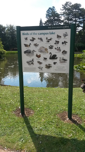 Birds of the Campus Lake, East.