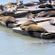 sea Lions