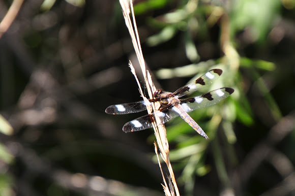 Spotting Image 1
