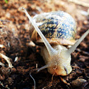 Garden snail
