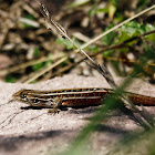Lagartija Esbelta (Hembra) / Jewel Lizard (Female)