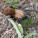 Texas Brown Tarantula