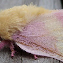 Rosy Maple Moth
