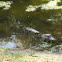 American alligator