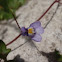 Ivy-leaved toadflax