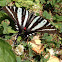 Zebra Swallowtail