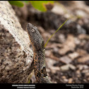 Banded Rock Rattlesnake