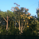 Tree of Heaven - Ailanto