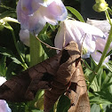 Achemon Sphinx Moth