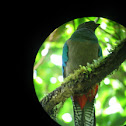 Resplendent Quetzal