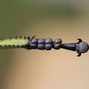 Green Milkweed Locust (Macros) or African Bush Grasshopper