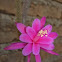 Aporocactus