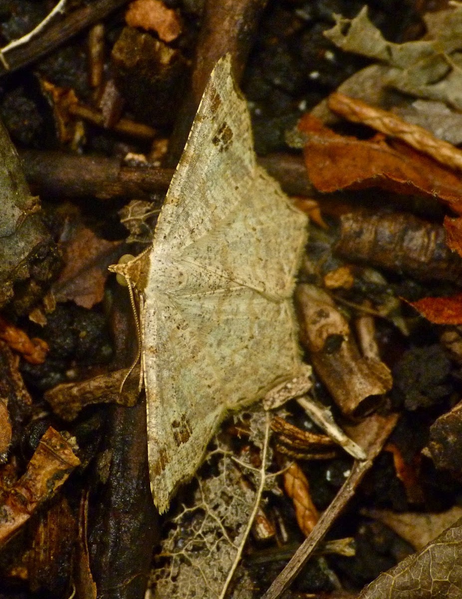 Birch angle moth