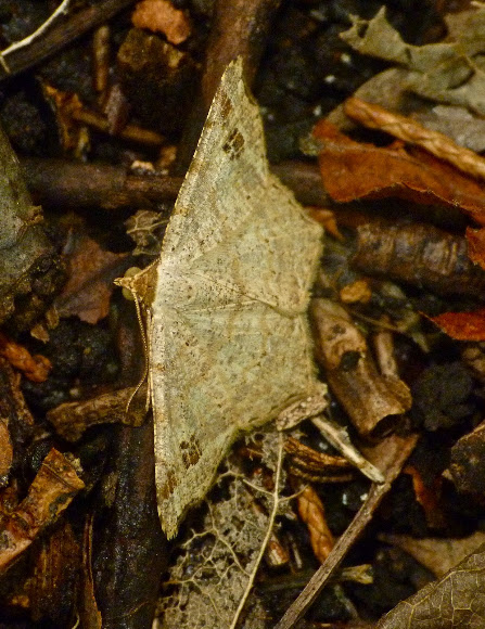 Spotting Image 1