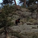 American Black Bear
