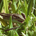 Large Psammodromus
