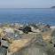 California Sea Lion