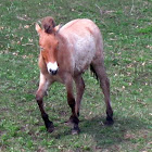 Przewalski's horse