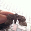 Poplar Hawk-moth