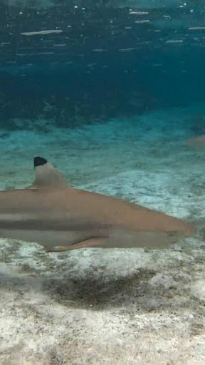 サメ水族館HD