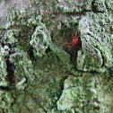 Red Velvet Mite