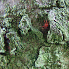 Red Velvet Mite