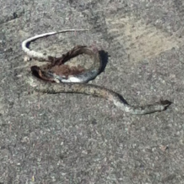 Buttermilk Racer Project Noah