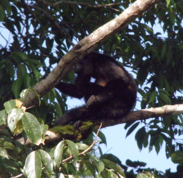 mantled Howler monkey | Project Noah