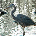 Great Blue Heron