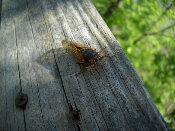Spotting Image 1
