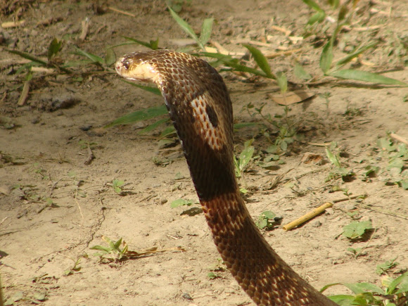 Spotting Image 1