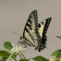 Tiger Swallowtail Butterfly