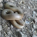 Rubber Boa