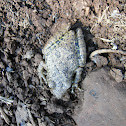 Rana de Flancos Amarillos