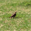 Broad Winged Hawk