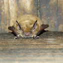 Myotis spp.