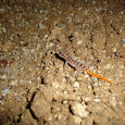Night time animal spotting - Northern Europe