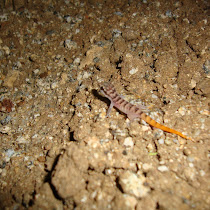Night time animal spotting - Northern Europe