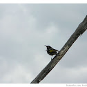 New Holland Honeyeater