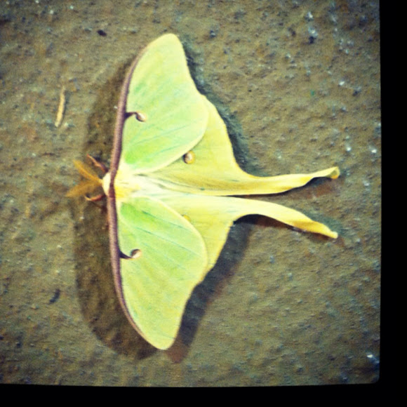 Spotting Image 1