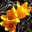 Crocus